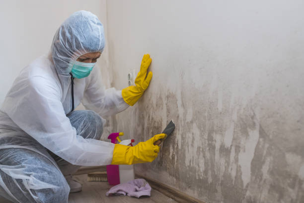 Certified Mold Removal in Philadelphia, MS