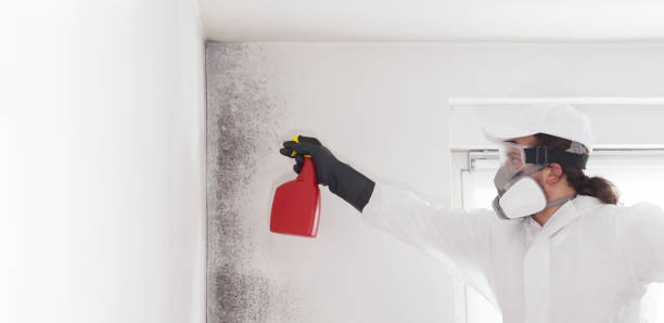Mold Removal Process in Philadelphia, MS