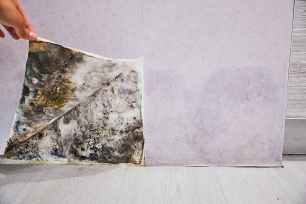 Mold Testing and Removal in Philadelphia, MS